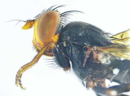 Réf. 299 388 : Ceroxys hortulana